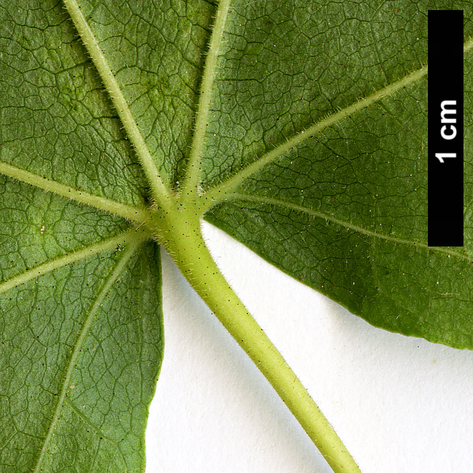 High resolution image: Family: Sapindaceae - Genus: Acer - Taxon: pictum - SpeciesSub: subsp. ambigum High resolution image: Family: Sapindaceae - Genus: Acer - Taxon: pictum - SpeciesSub: subsp. ambigum